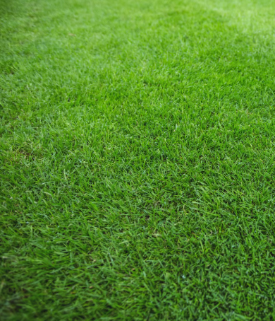 Artificial Grass & Turf